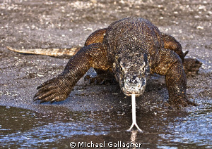 Komodo dragon in Indonesia, taken in between dives on a l... by Michael Gallagher 